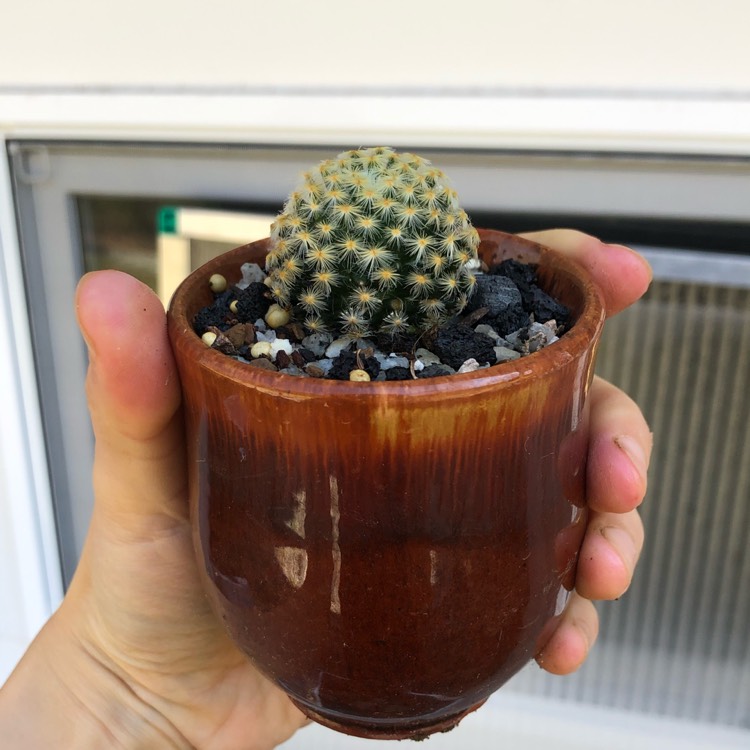 plant image 1288037