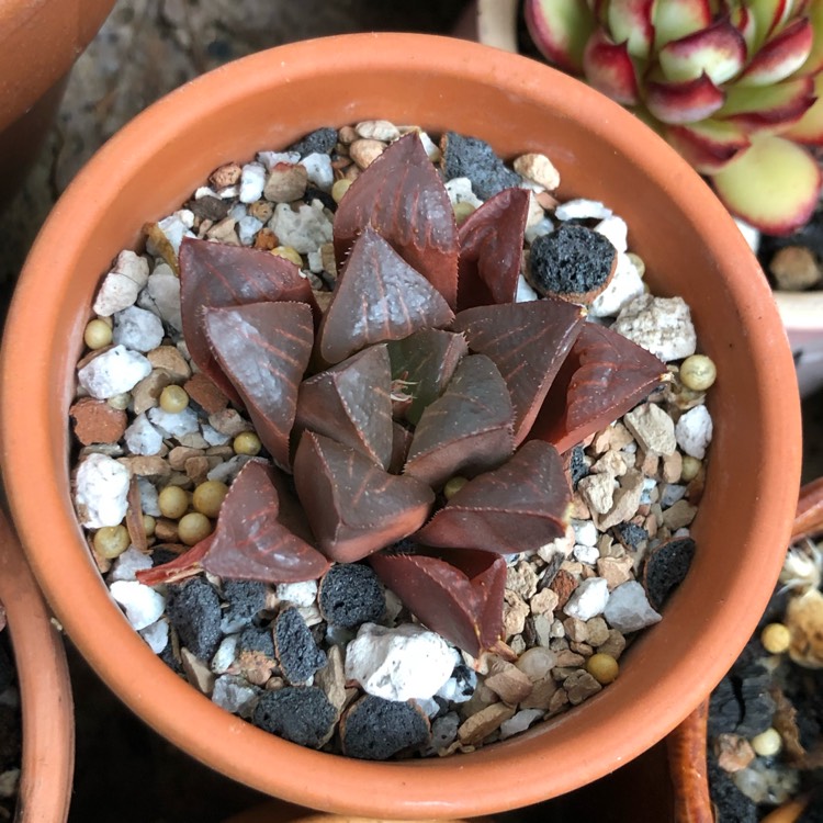 plant image 1308081