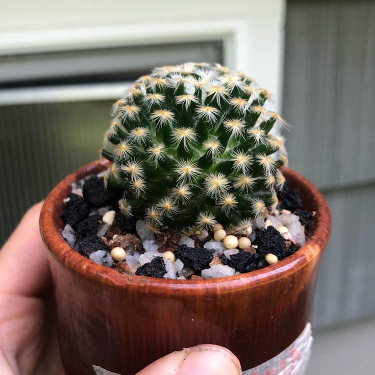 plant image 1320557