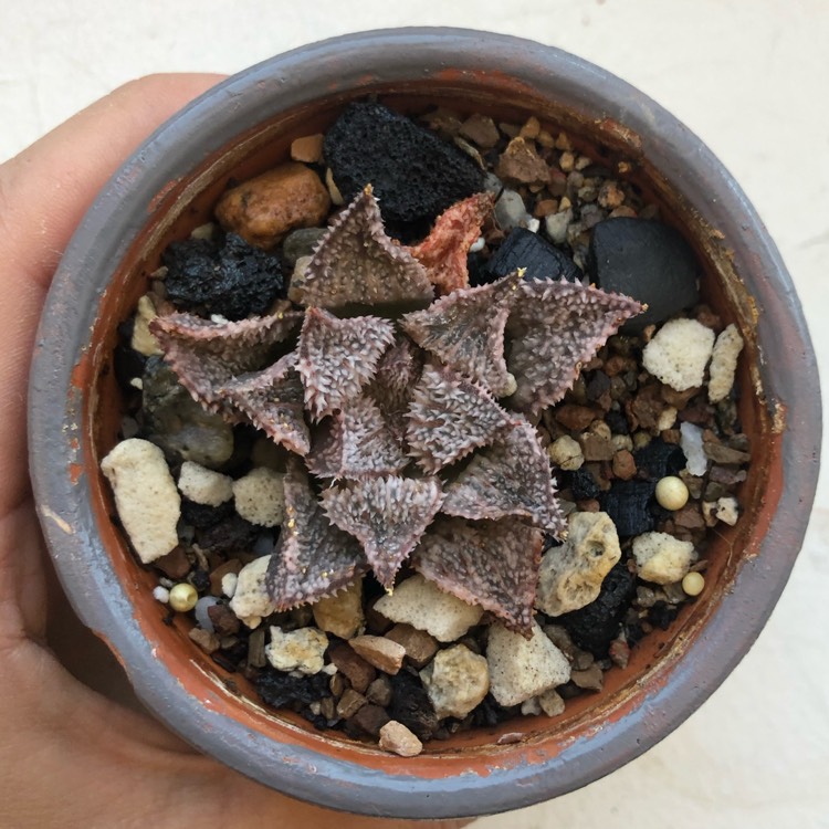 plant image 1324864