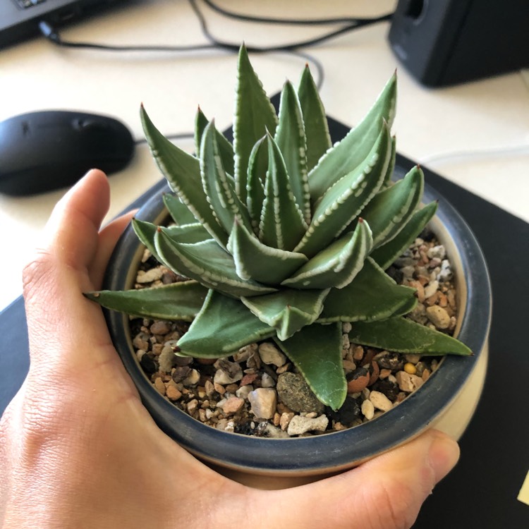 plant image 1324878