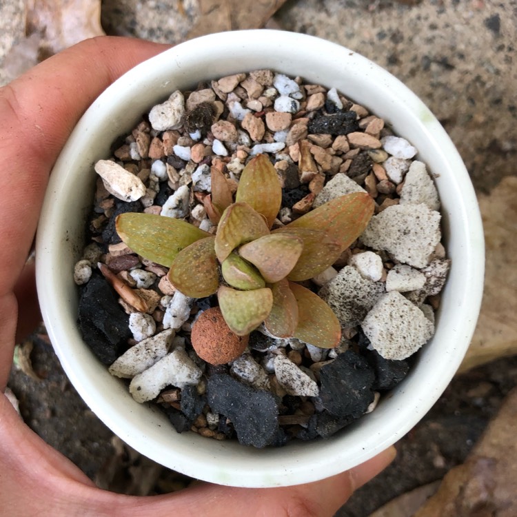 plant image 1327044 plant image 1327044