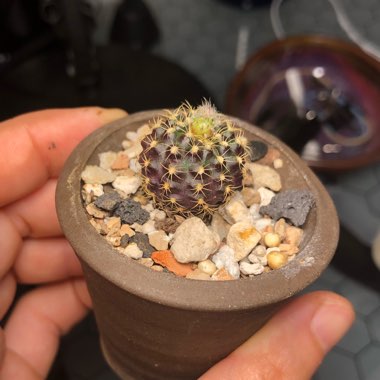 Frailea Grahliana