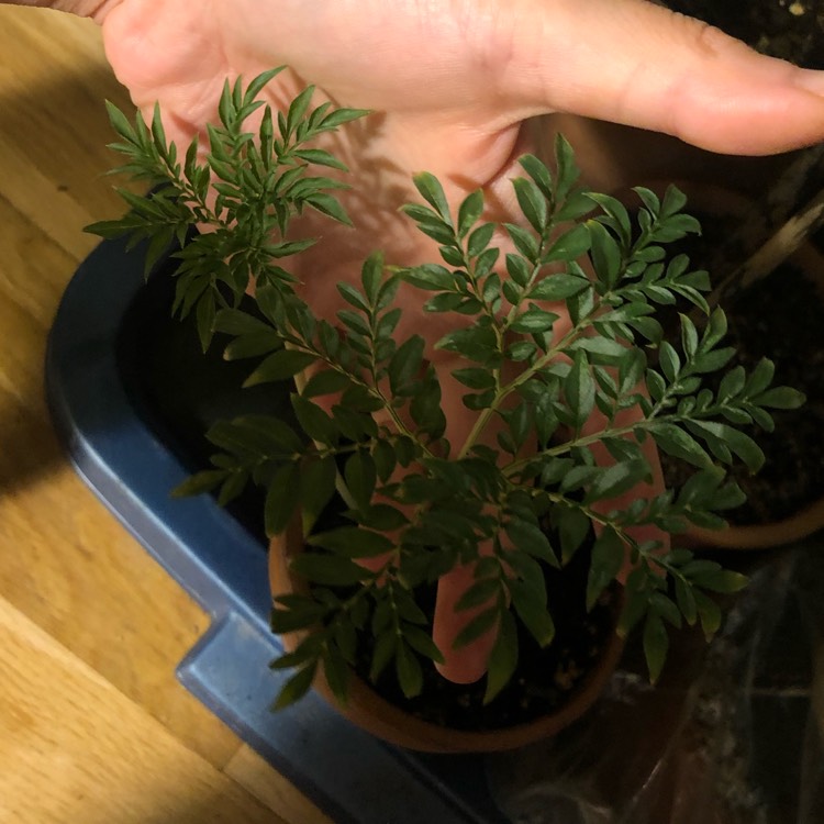 plant image 1366360 plant image 1366360