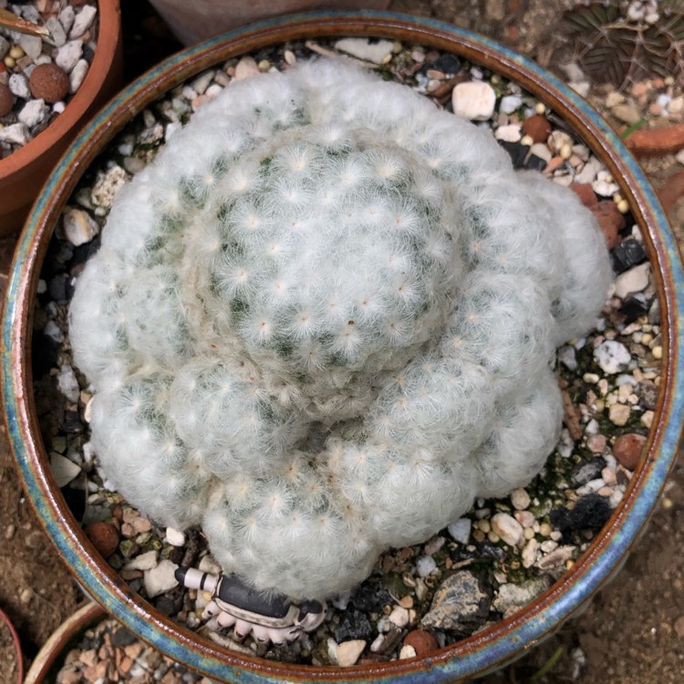 plant image 1372930 plant image 1372930