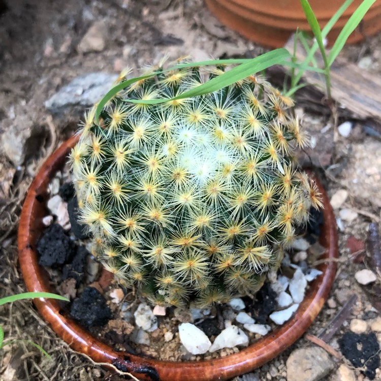 plant image 1372940
