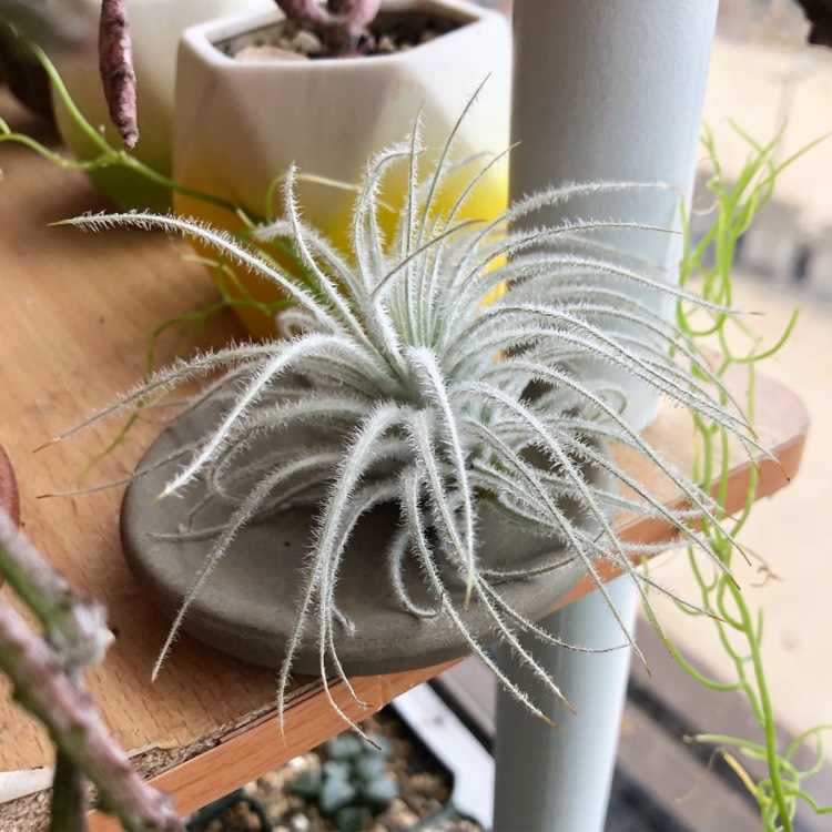 Plant image Tillandsia tectorum