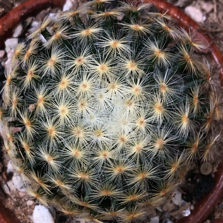 plant image 1384998