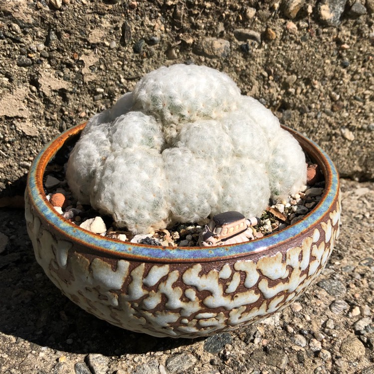 plant image 1401333 plant image 1401333