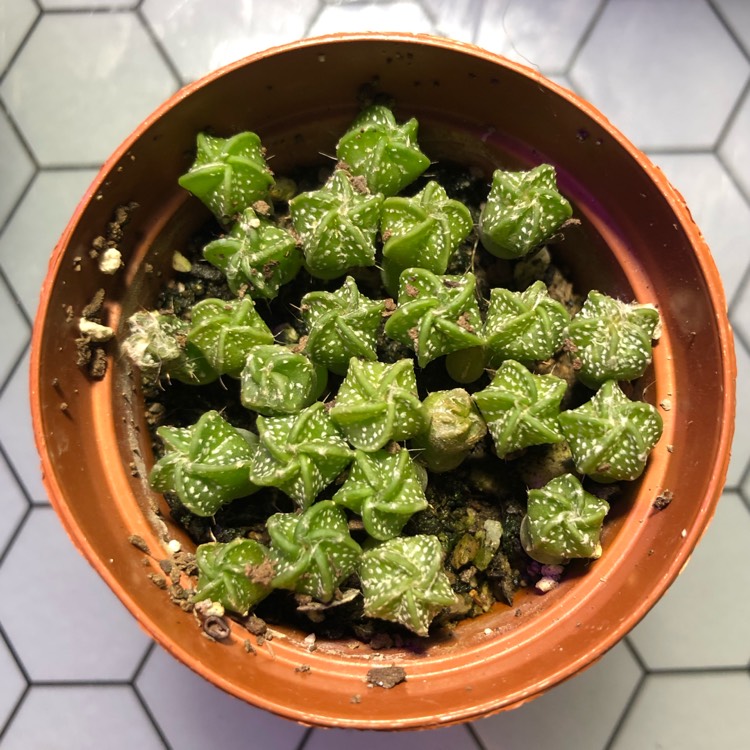 plant image 1407929