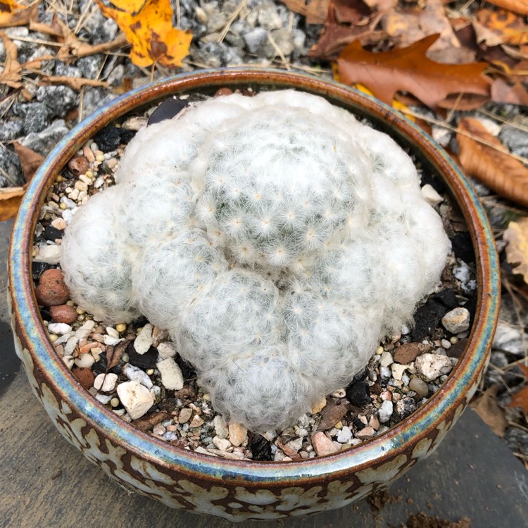 plant image 1410298 plant image 1410298