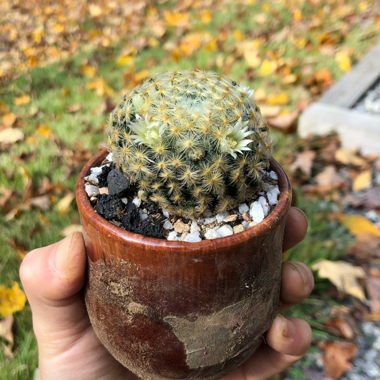 plant image 1410304