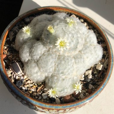 Mammillaria plumosa