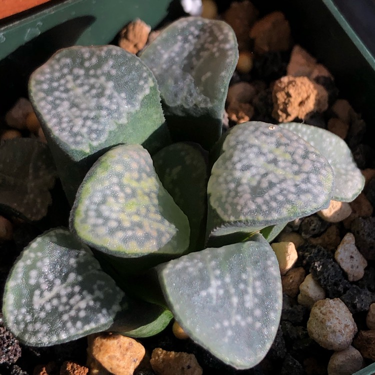 plant image 1424890