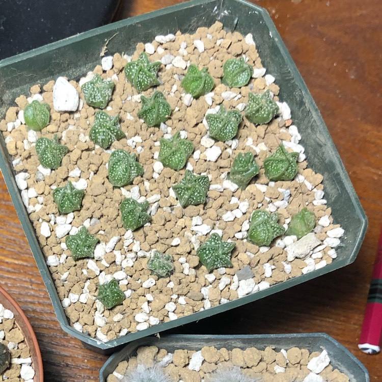 plant image 1427719