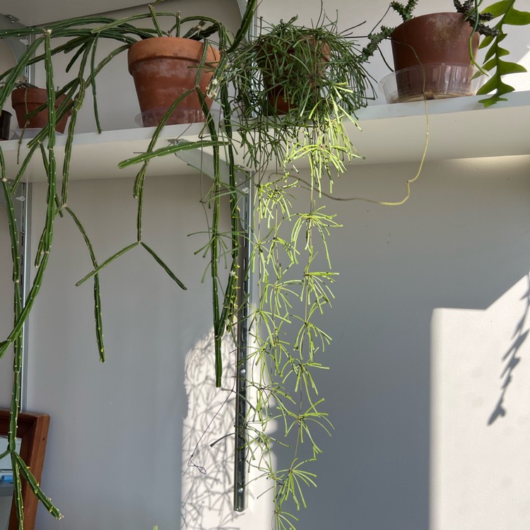 plant image 1560395 plant image 1560395