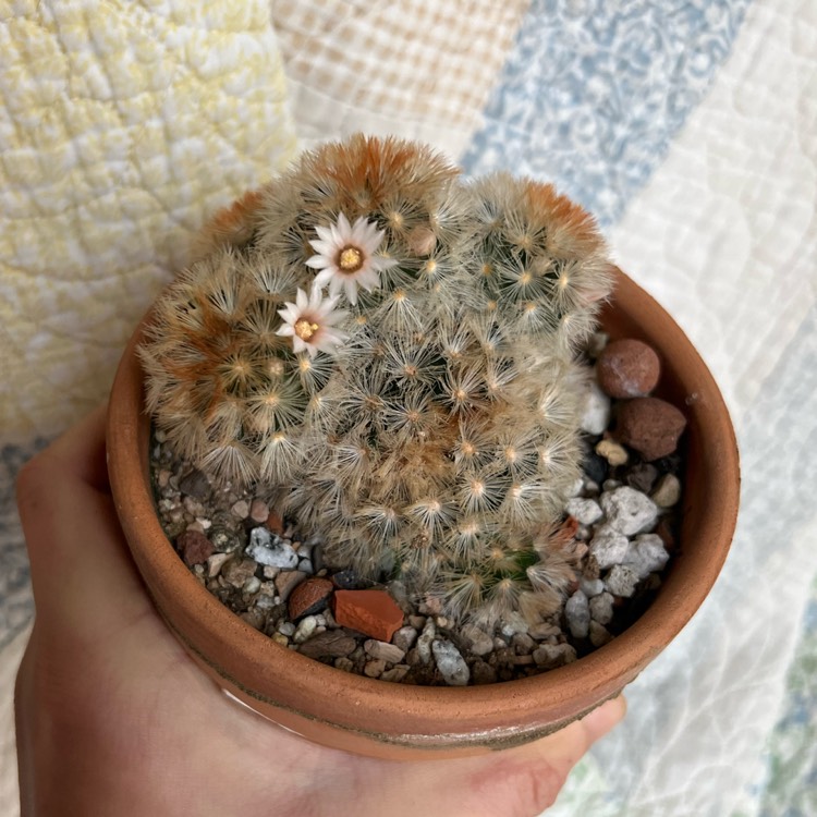 plant image 1562145