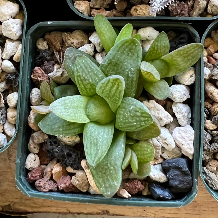 plant image 1564065 plant image 1564065