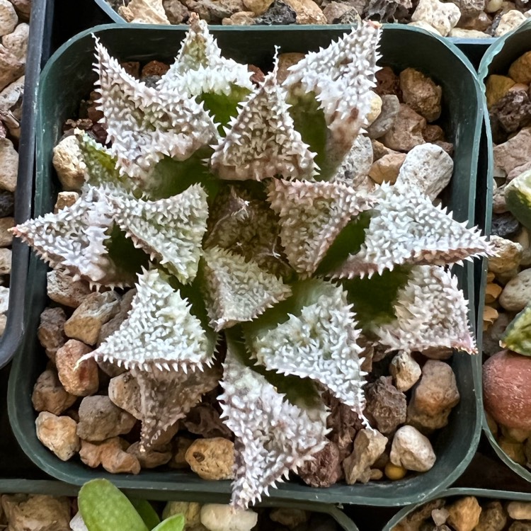 plant image 1564079