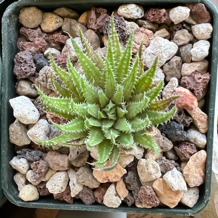Plant image Haworthia Maraisii