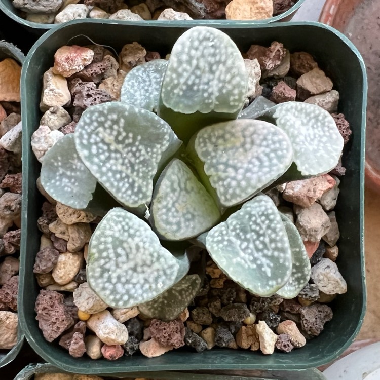 Plant image Haworthia Groenewaldii