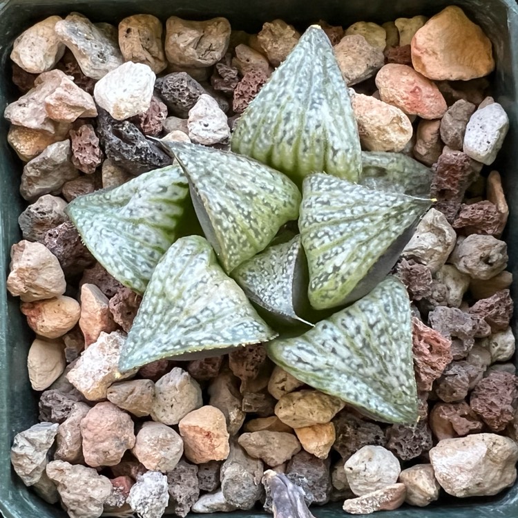 plant image 1564085