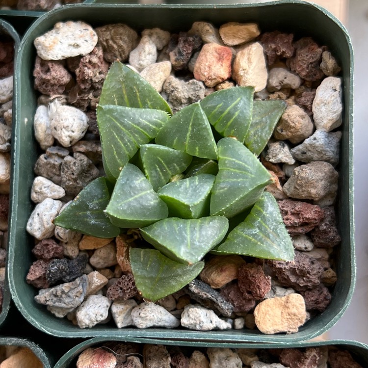 plant image 1564673