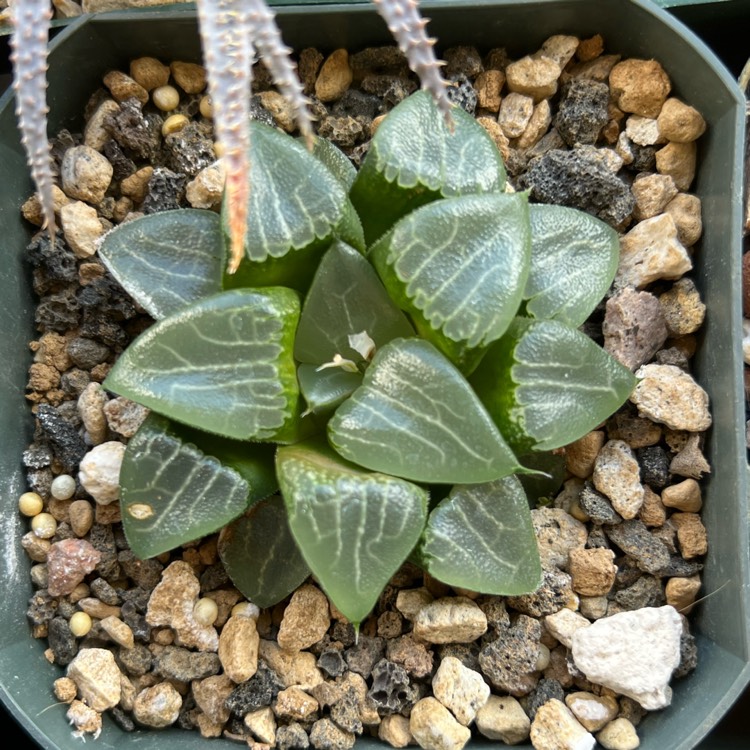 plant image 1564677