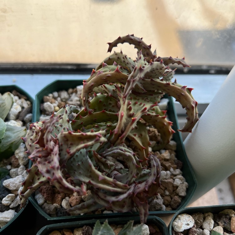 plant image 1564687