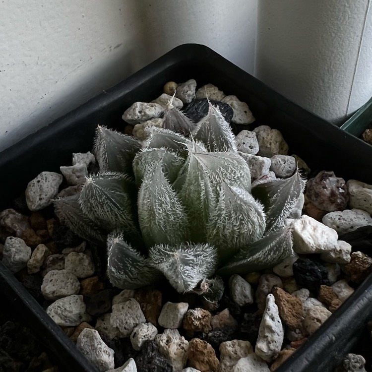 plant image 1564688 plant image 1564688