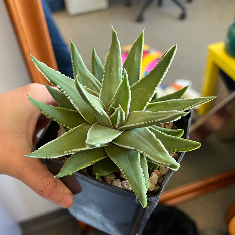 plant image 1565028
