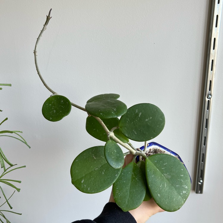 plant image 1565035