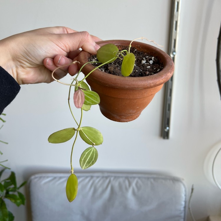plant image 1565036