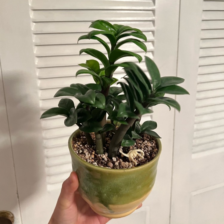 Plant image Zamioculcas zamiifolia 'Zenzi'