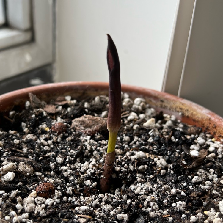 plant image 1573423 plant image 1573423