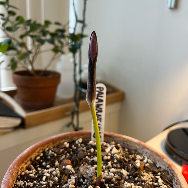 plant image 1575175 plant image 1575175