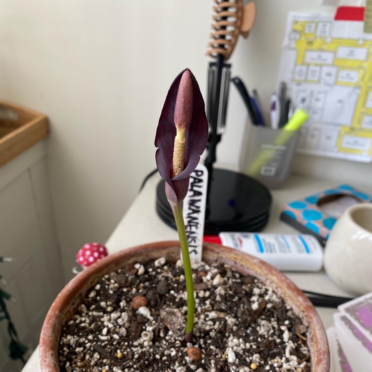 plant image 1577342 plant image 1577342