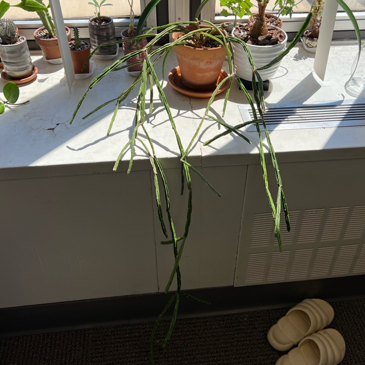 plant image 1585192 plant image 1585192