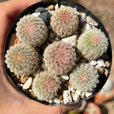 Echinocereus rigidissimus subsp. rubispinus