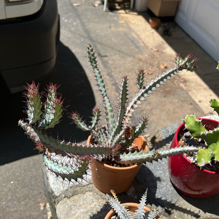 Plant image Euphorbia Greenwayi