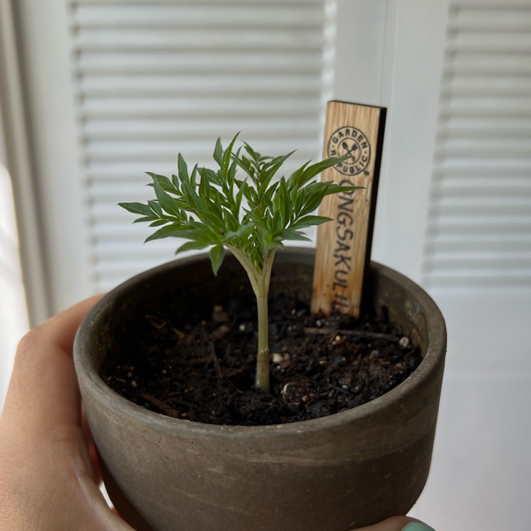 plant image 1608530 plant image 1608530