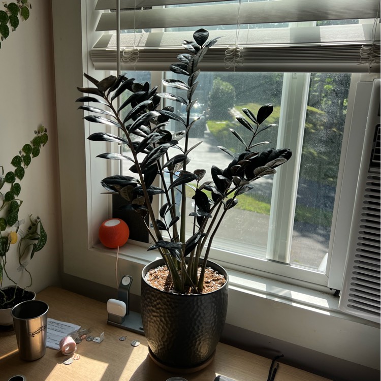 plant image 1613667 plant image 1613667