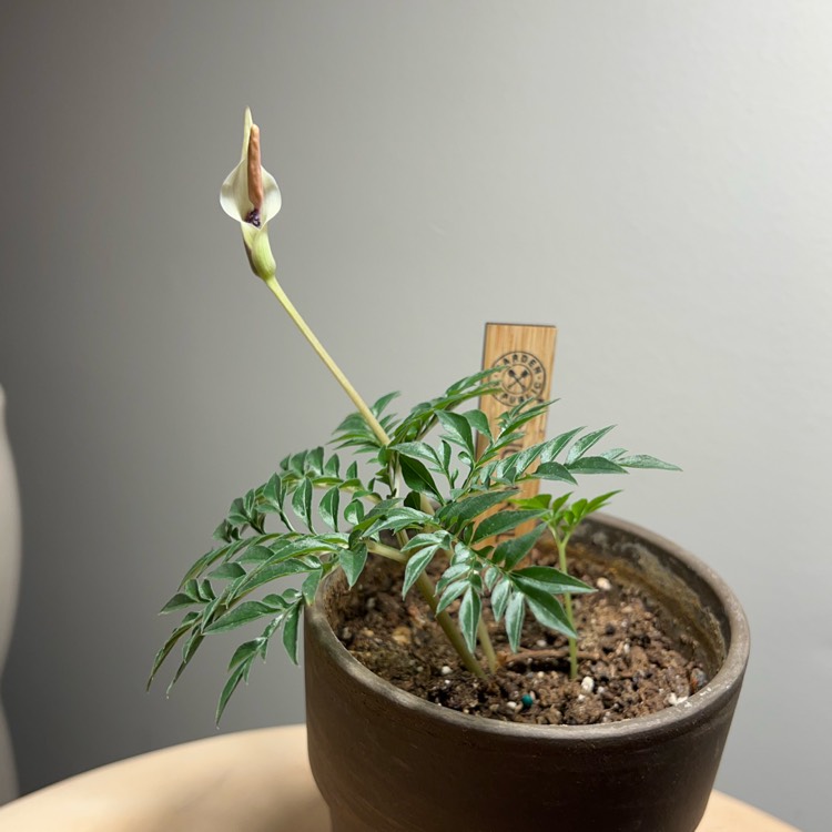 plant image 1613670 plant image 1613670