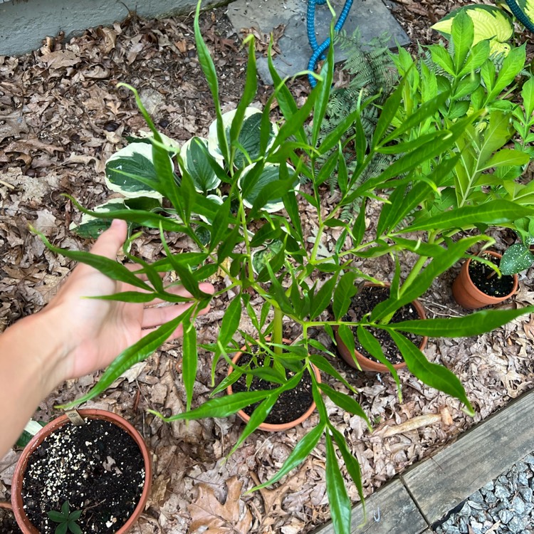 plant image 1621029 plant image 1621029