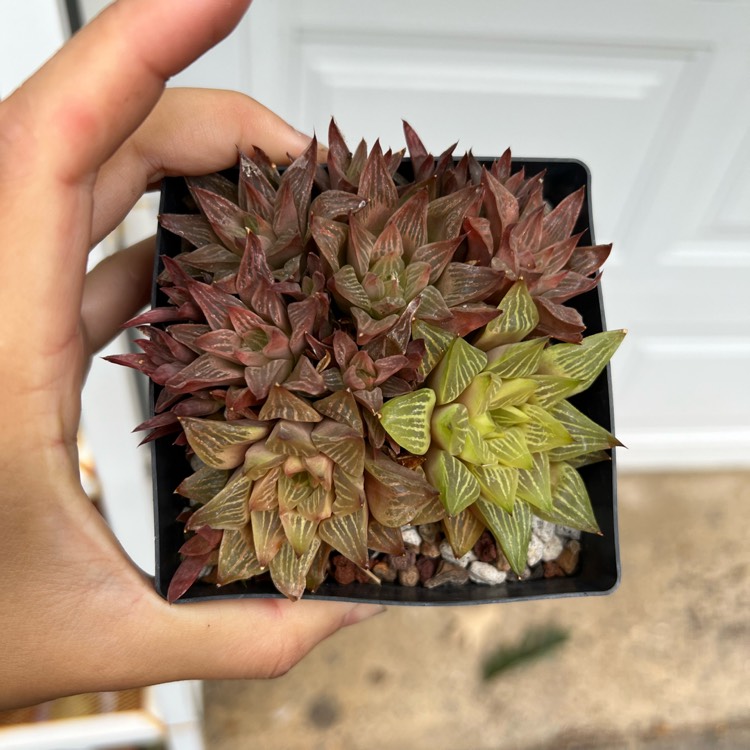 plant image 1621276