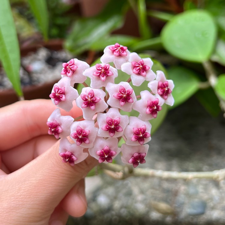 plant image 1622902