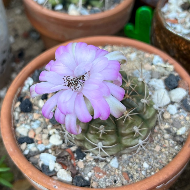 plant image 1623481 plant image 1623481