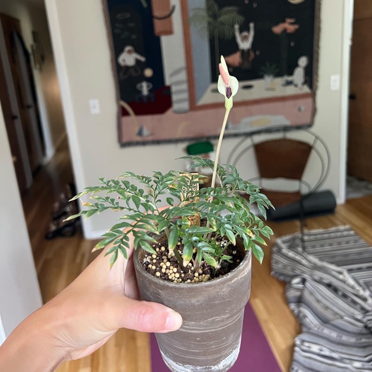 plant image 1626415 plant image 1626415