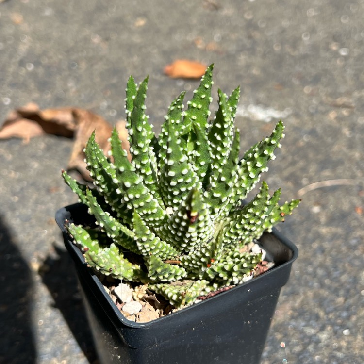 plant image 1629191 plant image 1629191