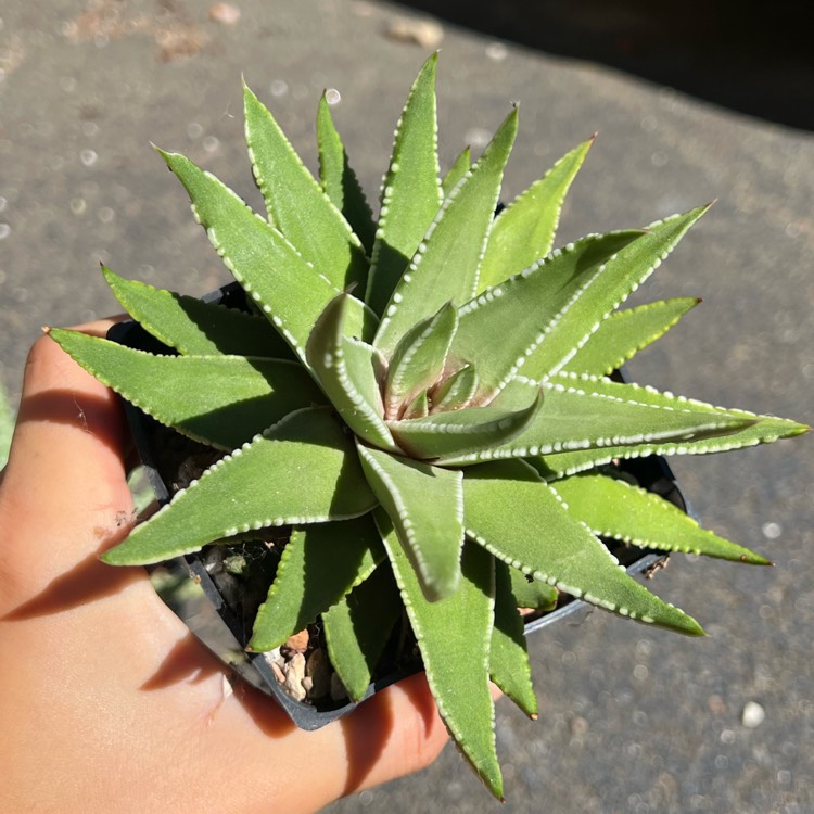 plant image 1629196